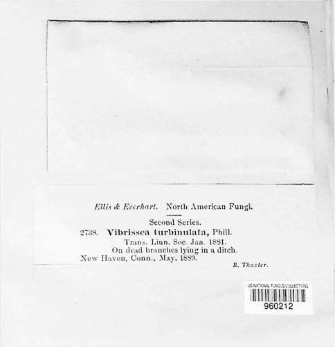 Vibrissea turbinata image